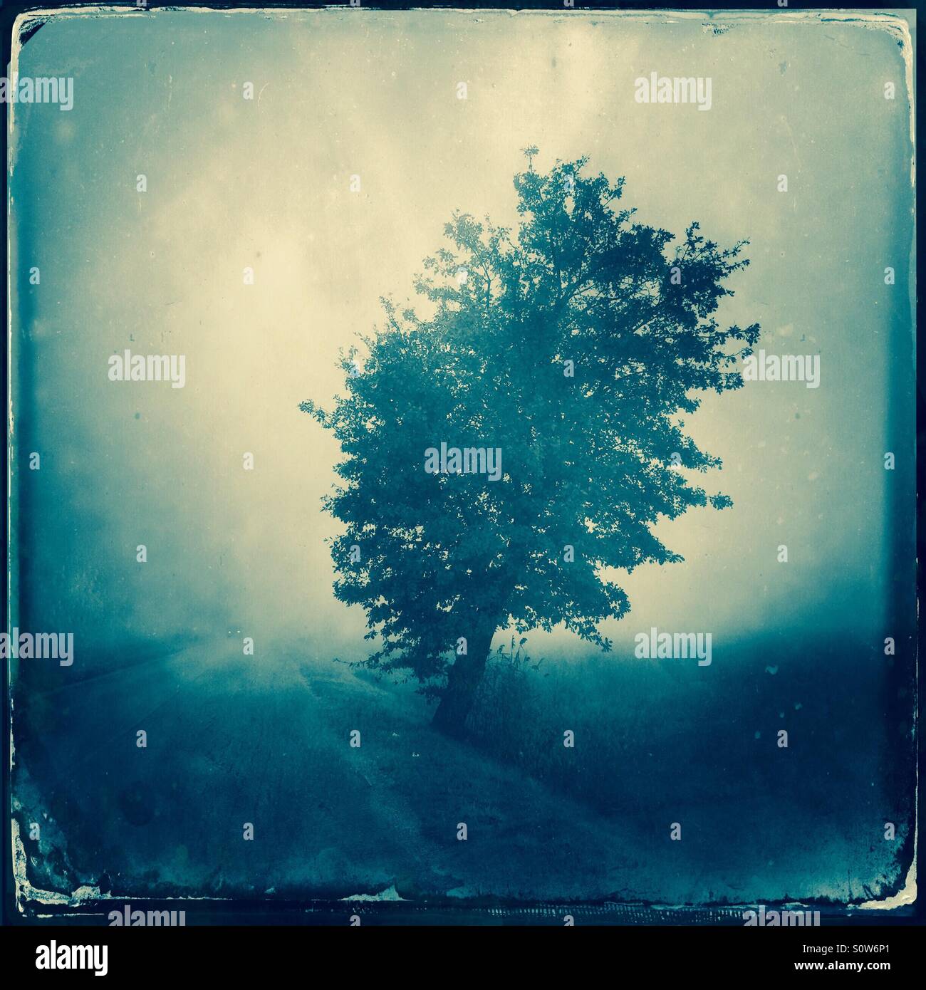 A tree alongside a road in the fog Stock Photo - Alamy
