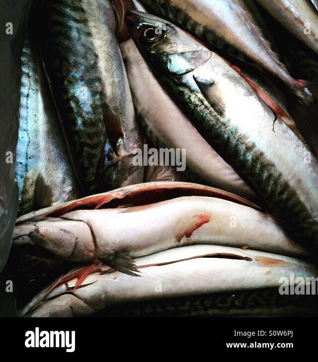 Fish for diner - Smartphone Captured Stock Image