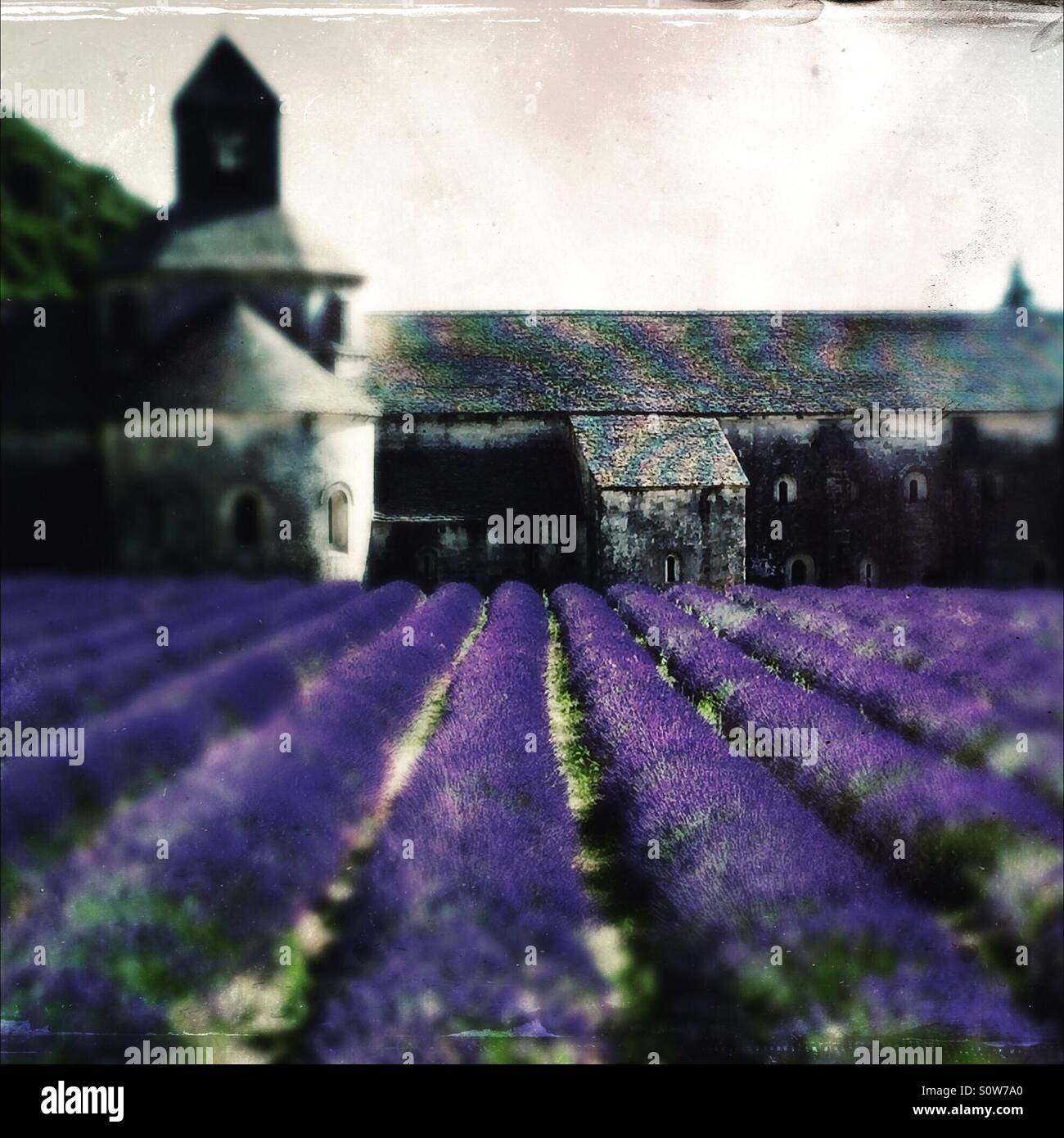 Lavender fields in bloom at an abbey in Provence, France - Smartphone Captured Stock Image