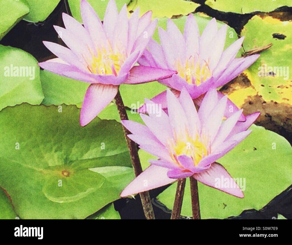 Lotus flower - Smartphone Captured Stock Image