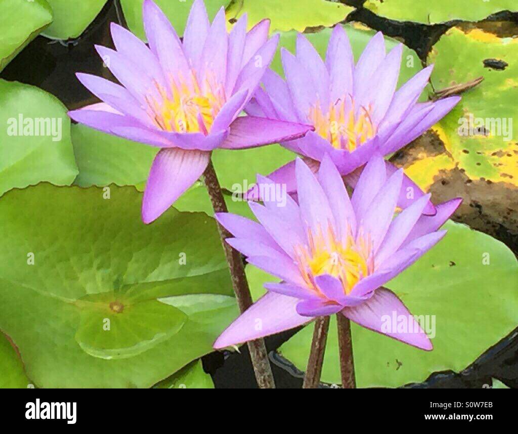 Lotus flower - Smartphone Captured Stock Image