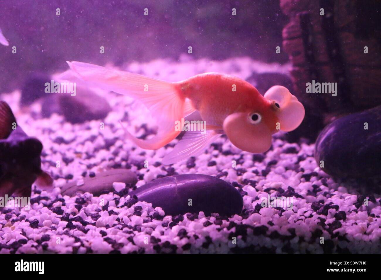 Bubble eye goldfish Stock Photo Alamy