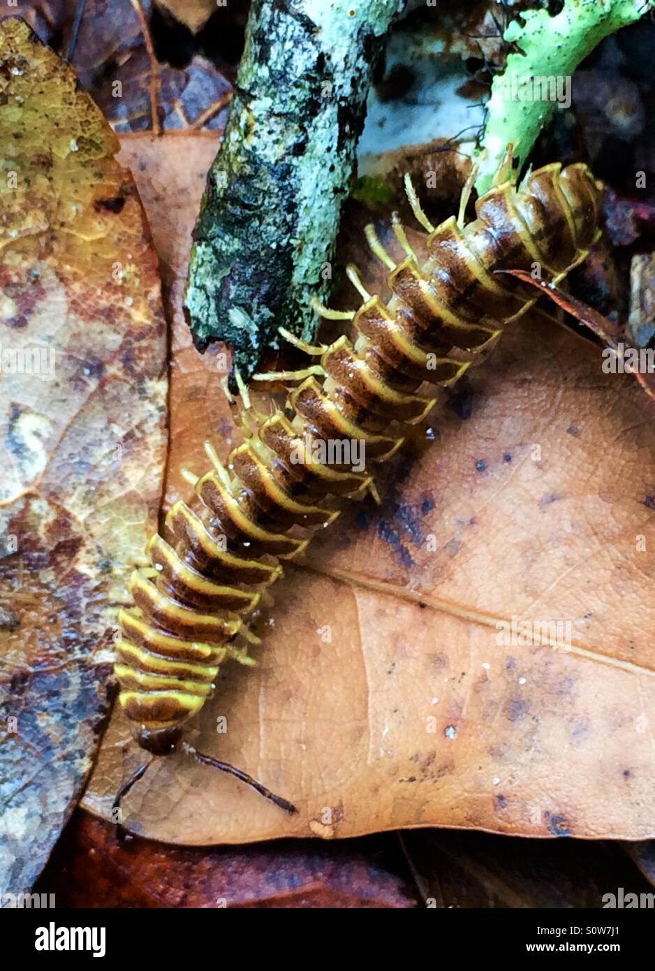 Millipede crawling over leaves, Alpheloria virginiensis - Smartphone Captured Stock Image