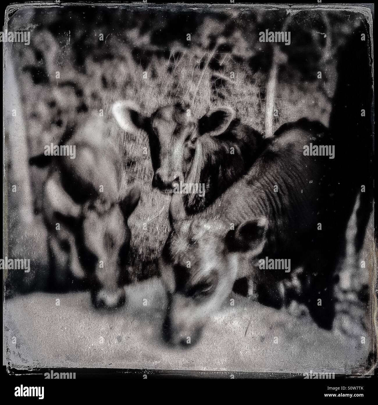 Young Cows Feeding in Springtime Stock Photo Alamy