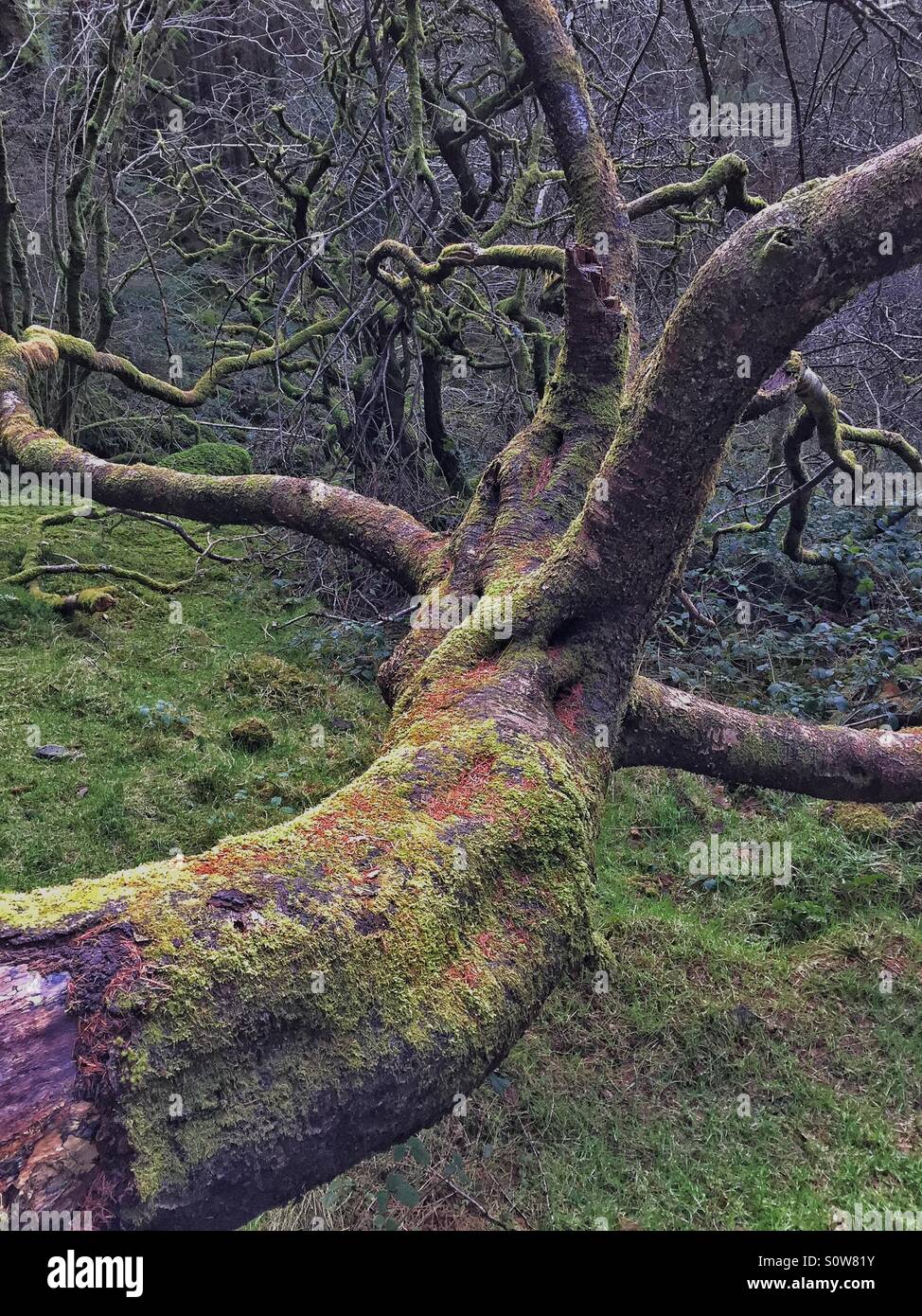 Twisted tree Stock Photo