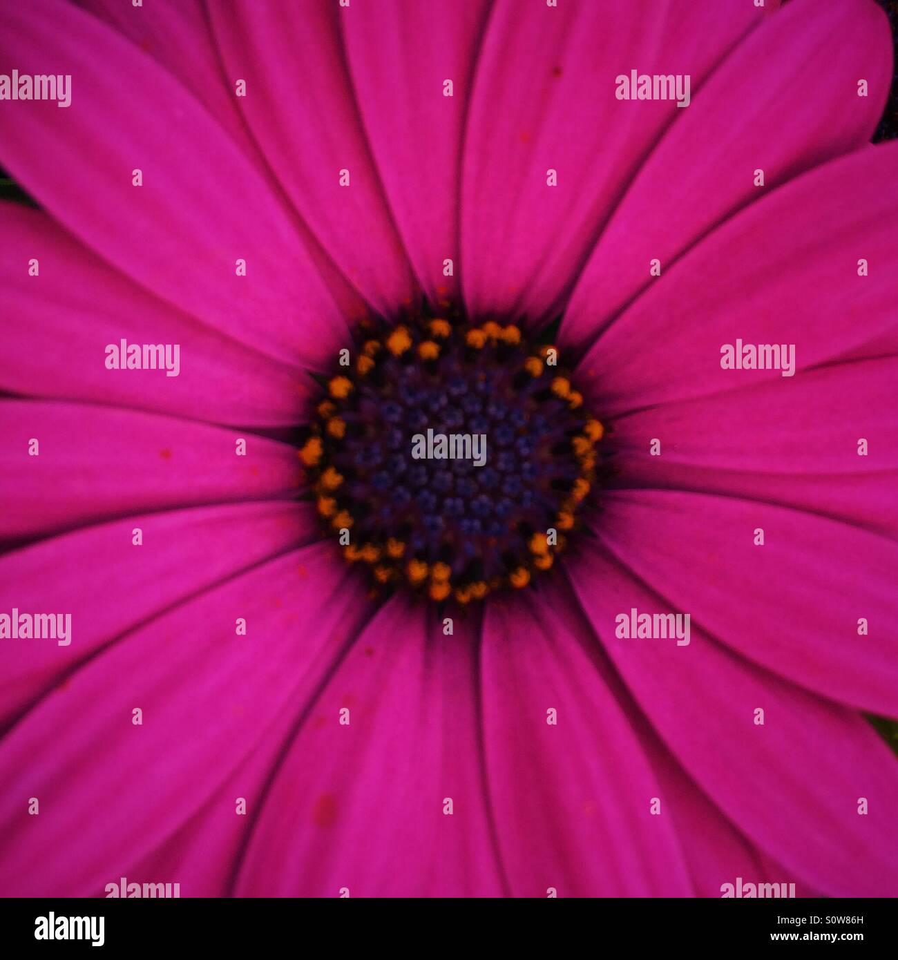 Closeup of pink Cape Daisy flower - Smartphone Captured Stock Image