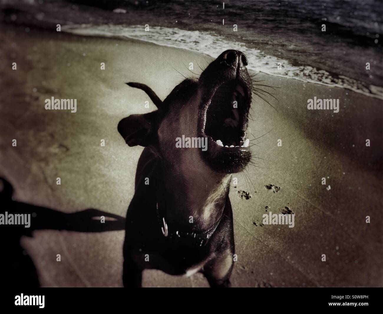 Barking dog on beach - Smartphone Captured Stock Image
