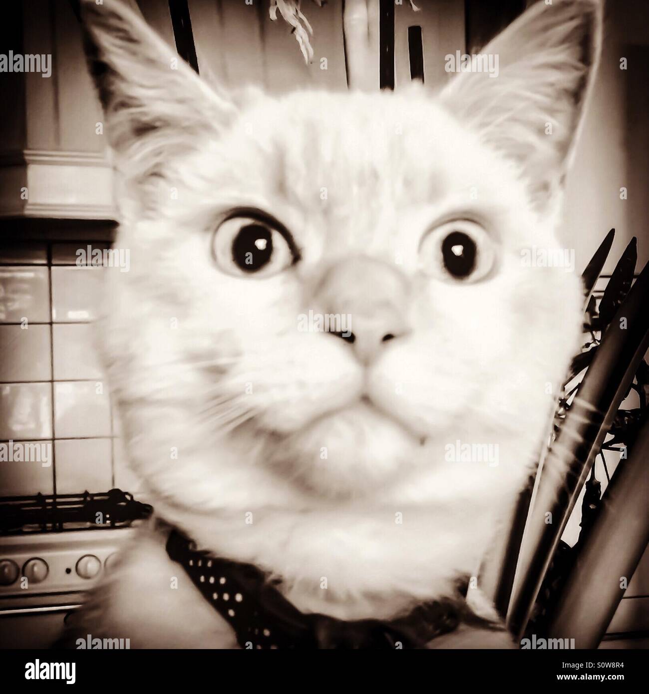 White cat portrait Stock Photo Alamy