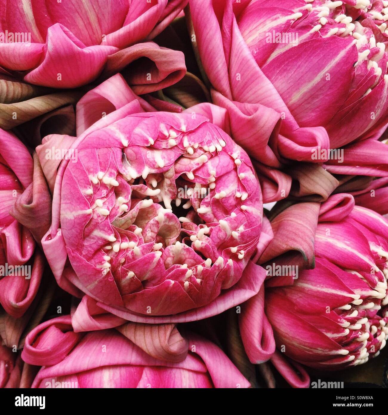 Lotus flower market hires stock photography and images Alamy