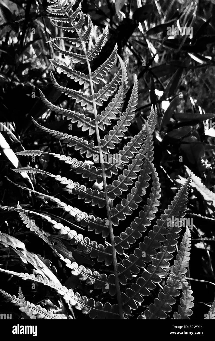 Fern leaf in  silhouette in black and white - Smartphone Captured Stock Image