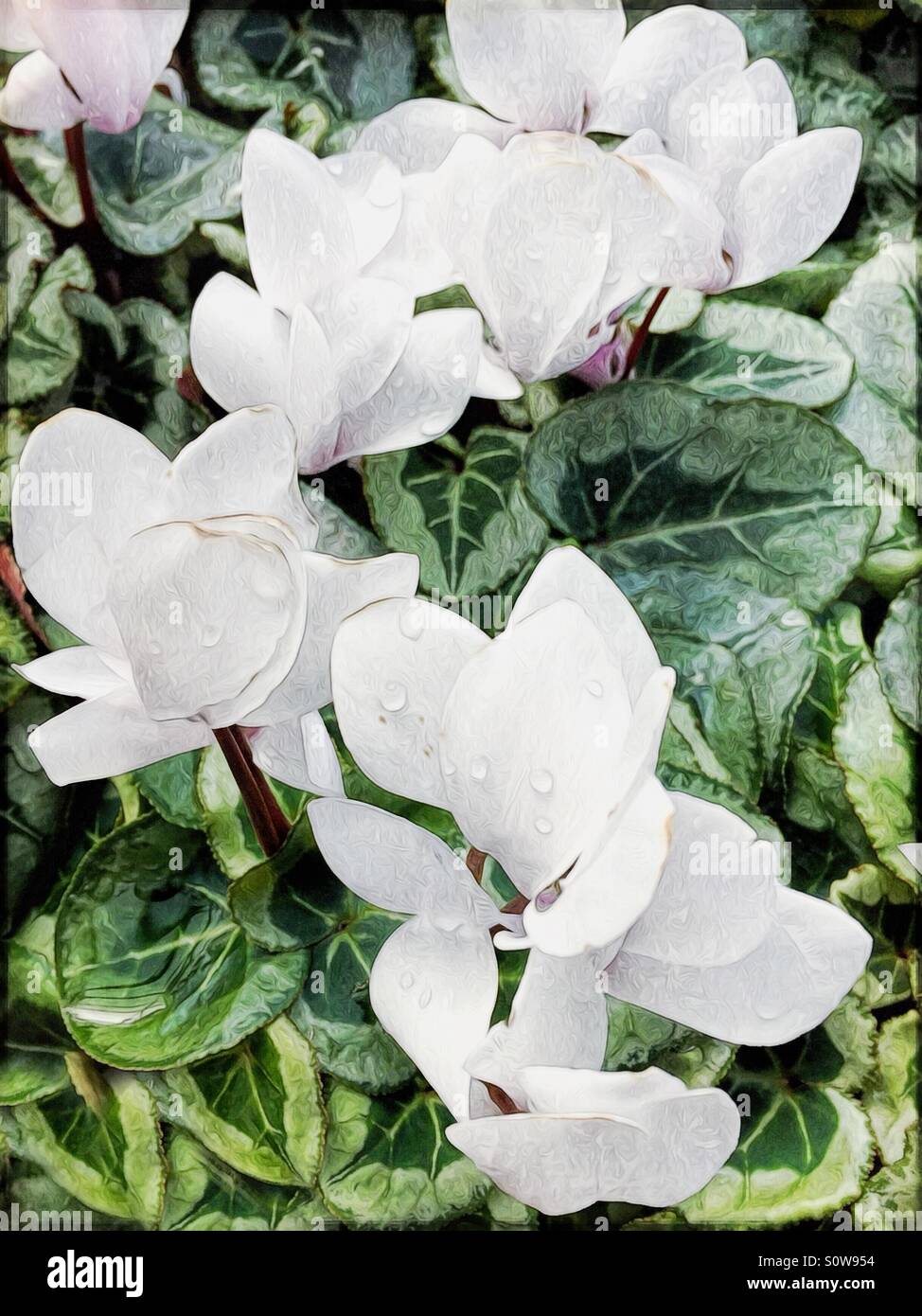 White cyclamen flowers with raindrops on the petals. Stock Photo