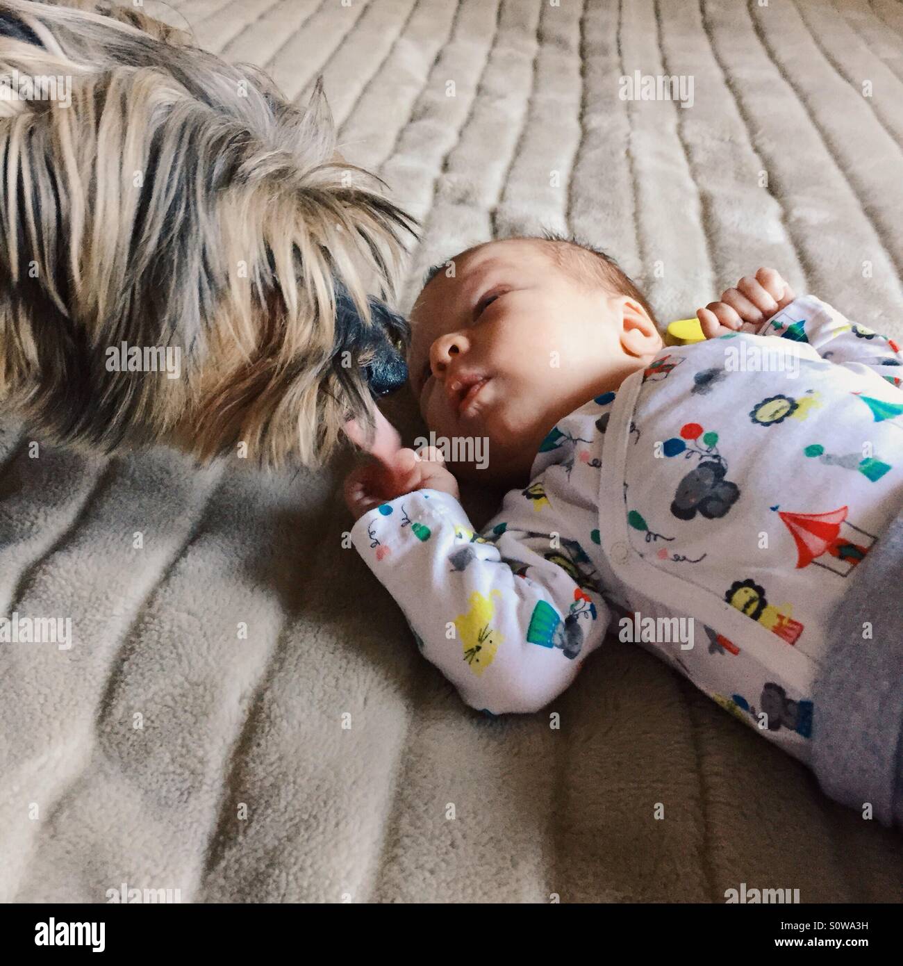 Dog lick baby hires stock photography and images Alamy
