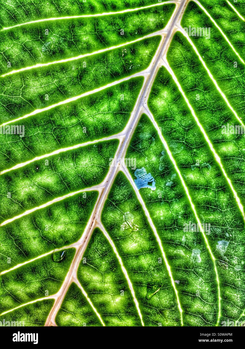 Jungle detail hi-res stock photography and images - Alamy