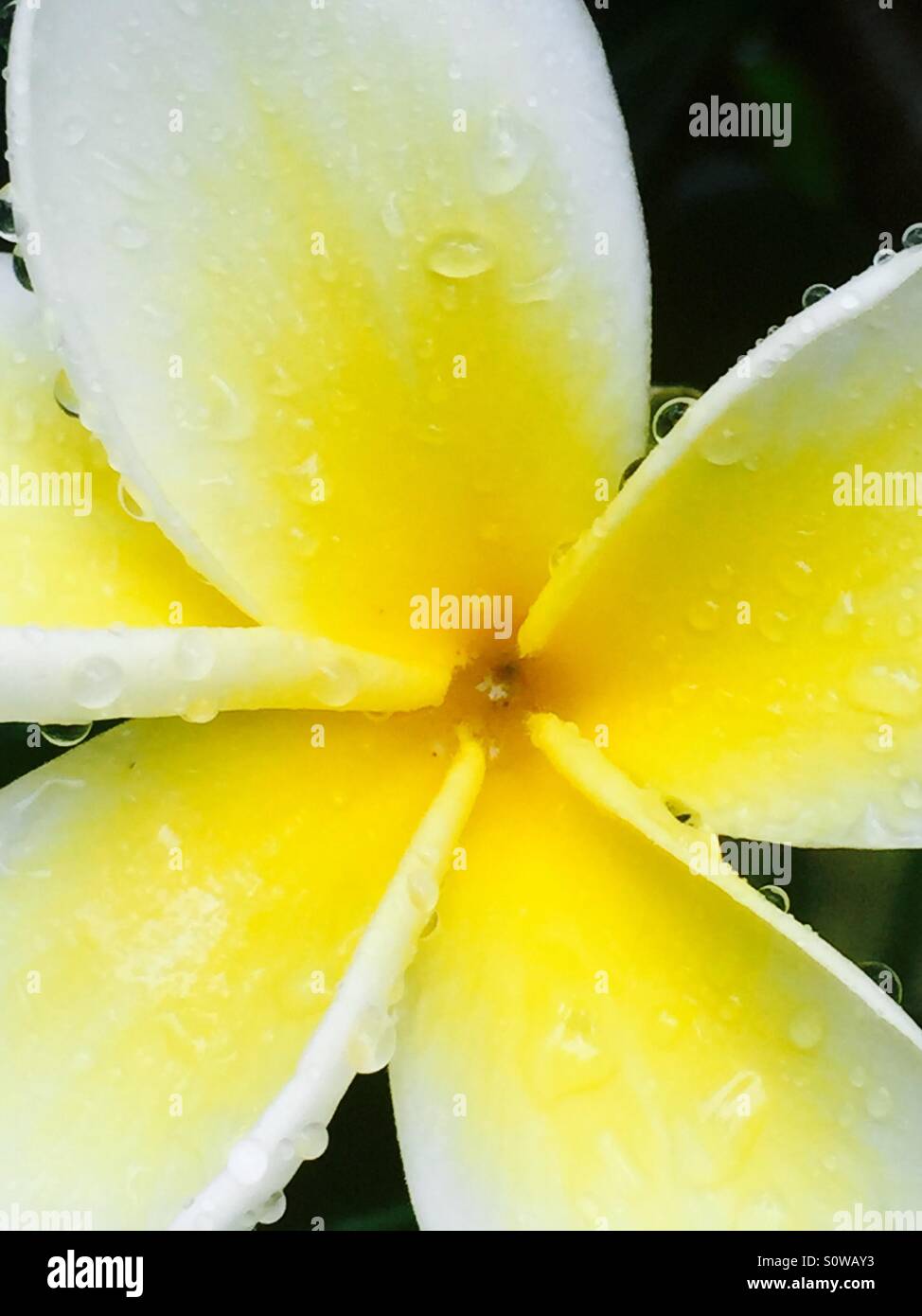 Frangipani scented flower closeup with yellow and white petals against closed buds and green foliage covered in rain drops. - Smartphone Captured Stock Image