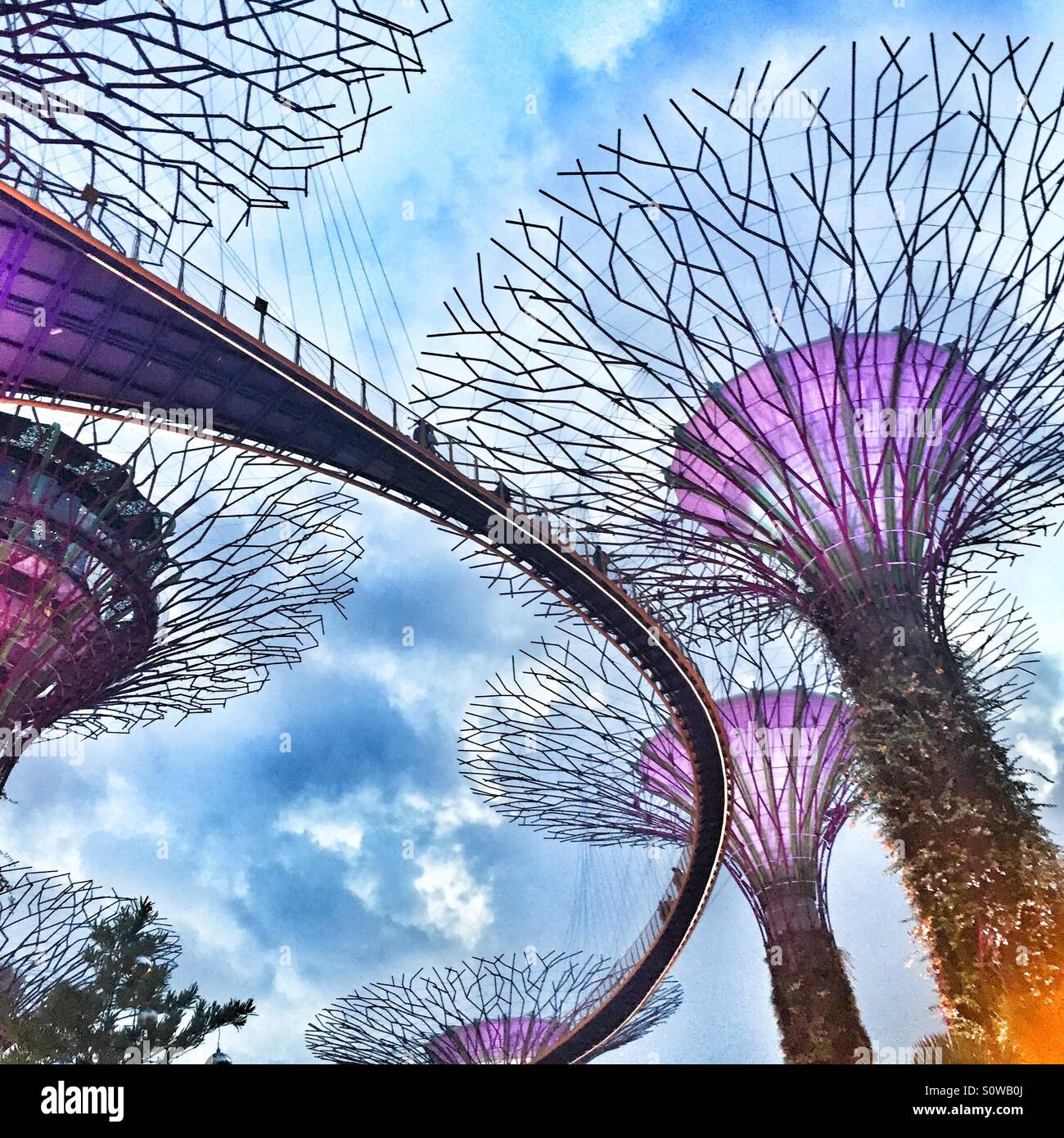 Supertrees in Singapore Stock Photo