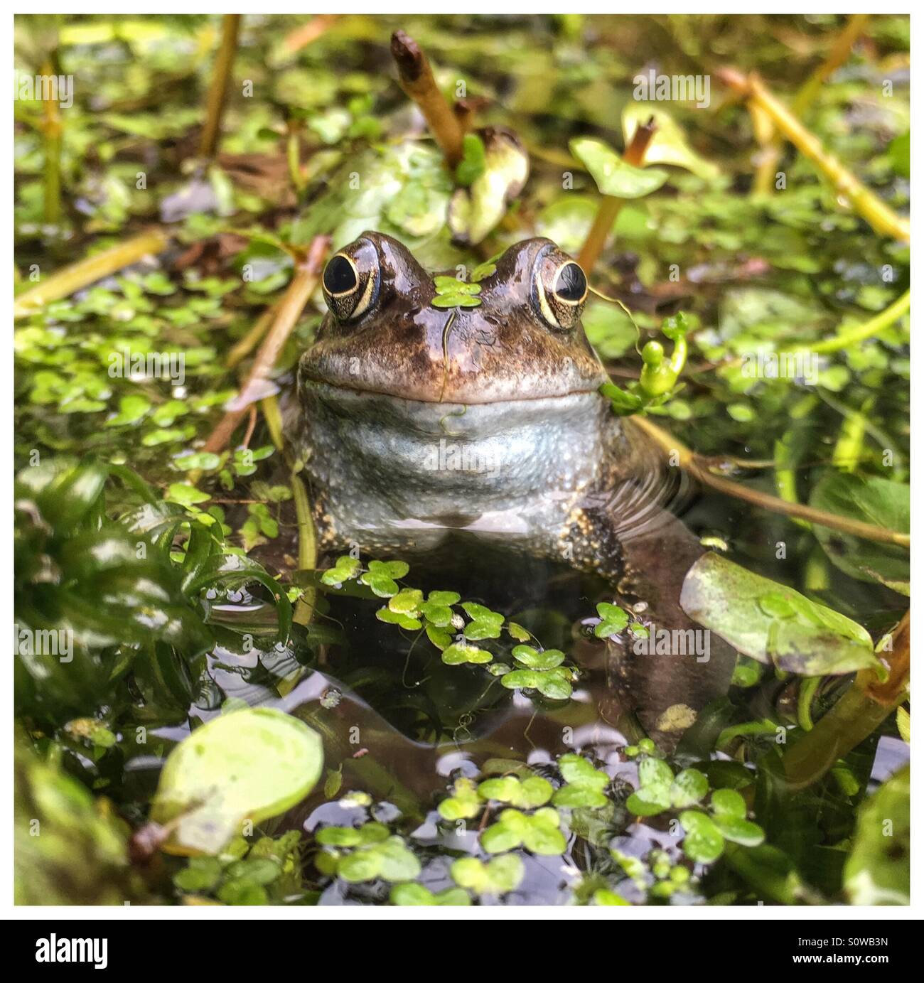 Close up of Frog in garden pond - Smartphone Captured Stock Image