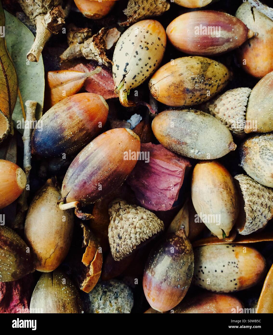 Multi-colored acorns on the ground in abstract design - Smartphone Captured Stock Image