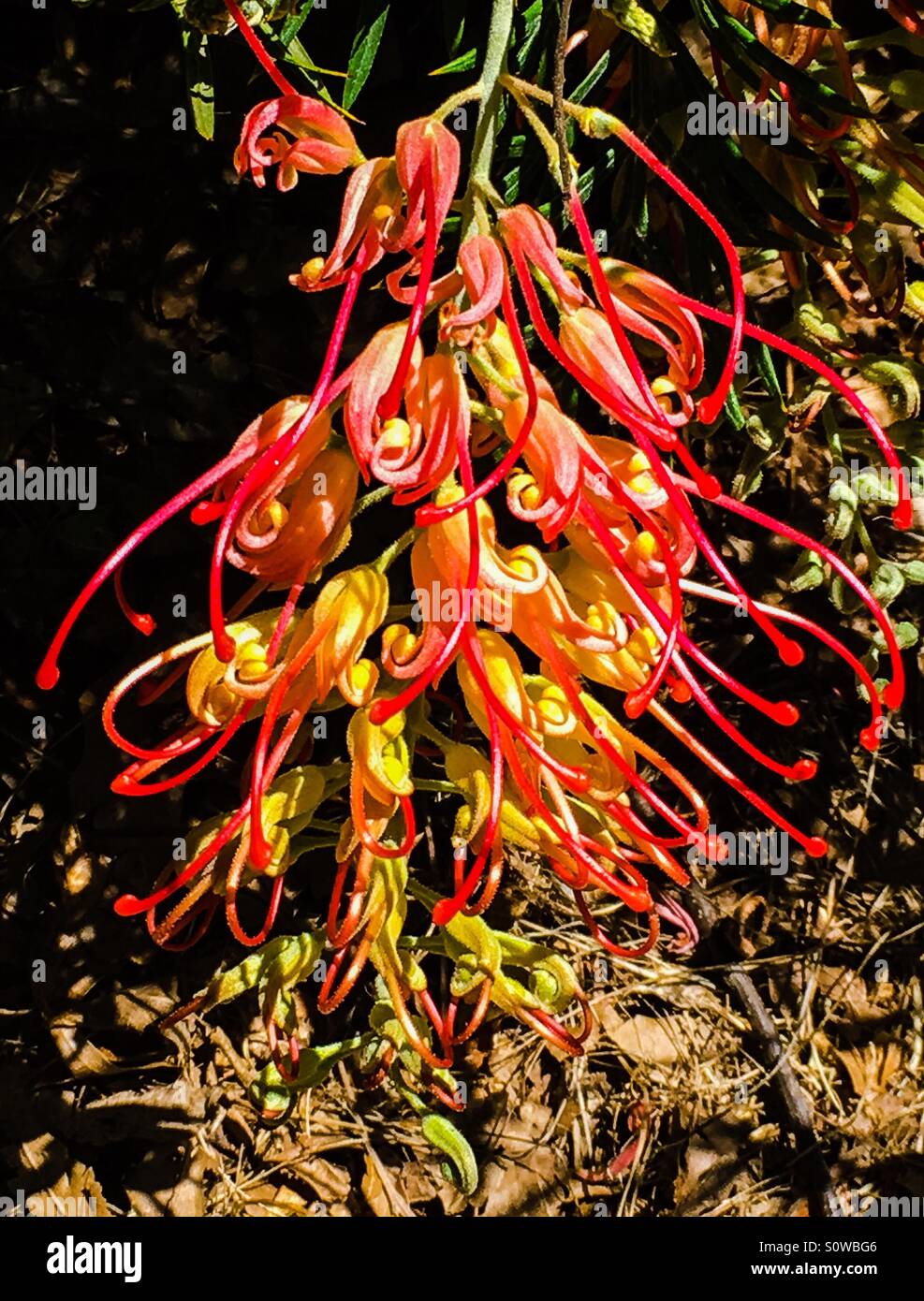 Grevillea flower Australian native flower Stock Photo