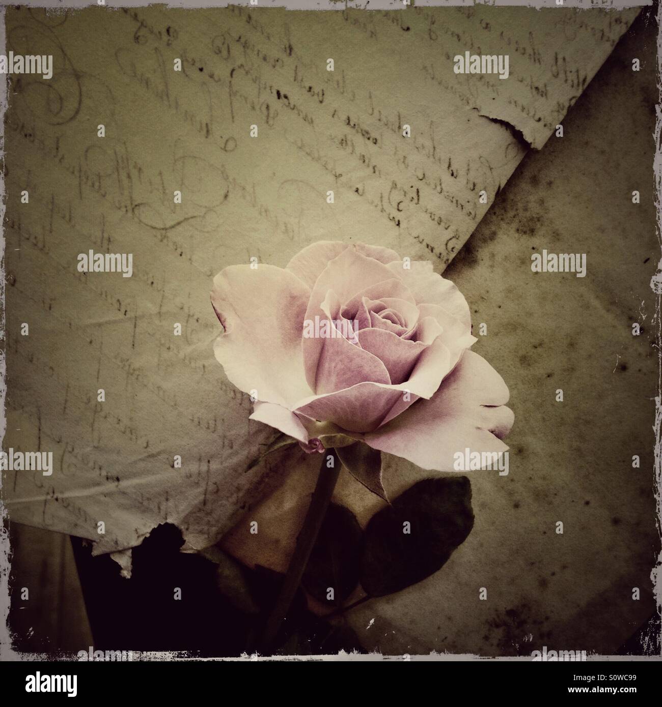 Pale pink rose on vintage document - Smartphone Captured Stock Image