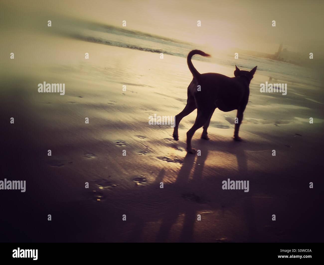 Straying dog on beach leaving foot prints - Smartphone Captured Stock Image