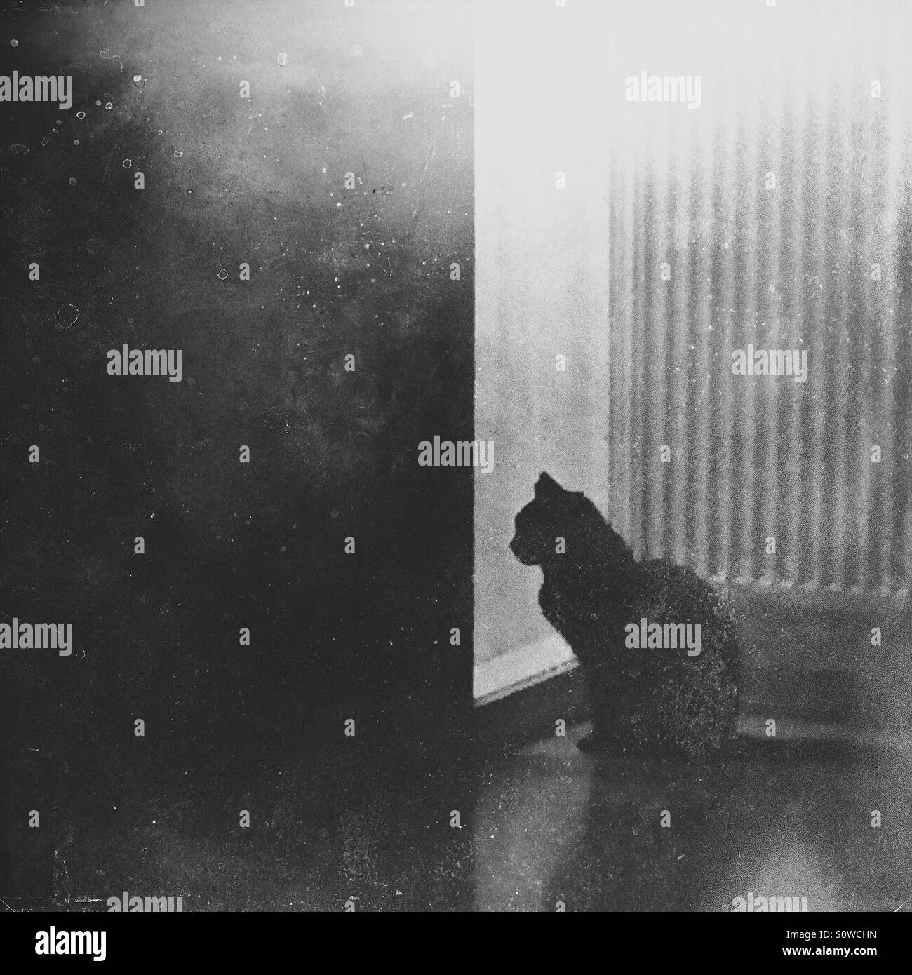 Lonely black cat waiting at a door window - Smartphone Captured Stock Image