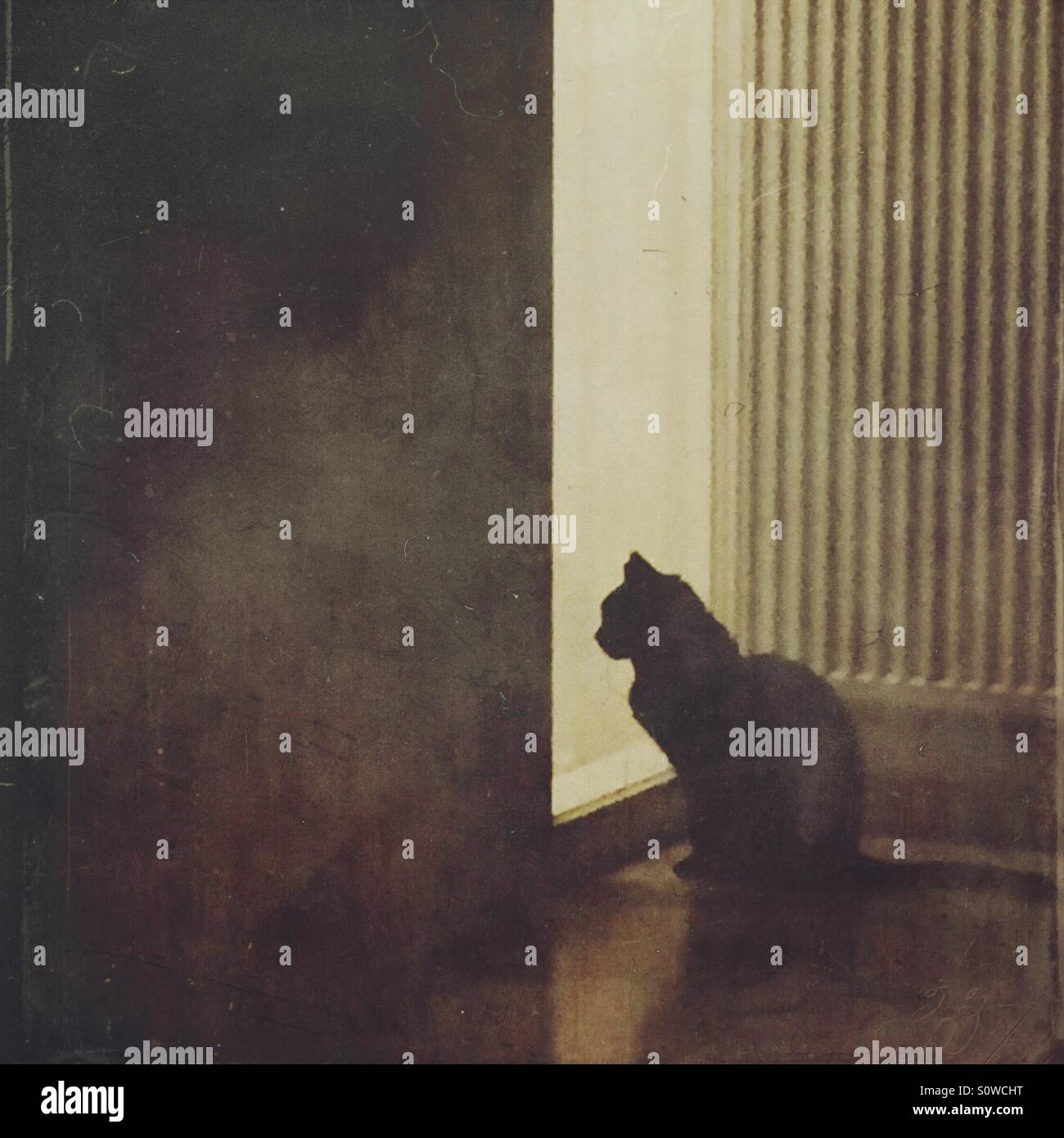 Lonely black cat waiting at a door window - Smartphone Captured Stock Image