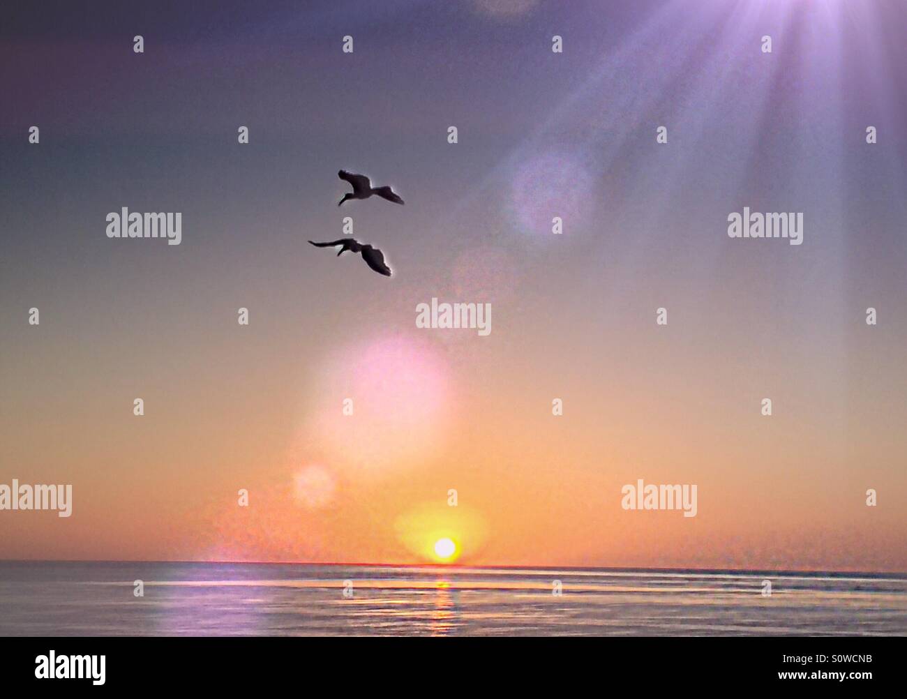 ..Ibisse.. flying in the morning.. - Smartphone Captured Stock Image ..Ibisse.. flying in the morning.. - Smartphone Captured Stock Image