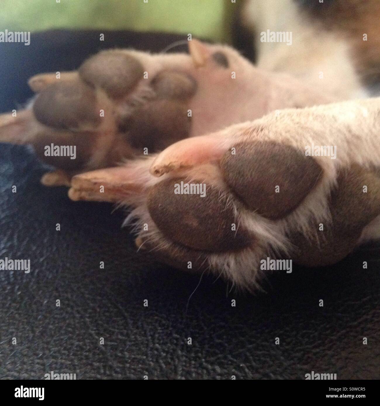 Furry little feet Stock Photo