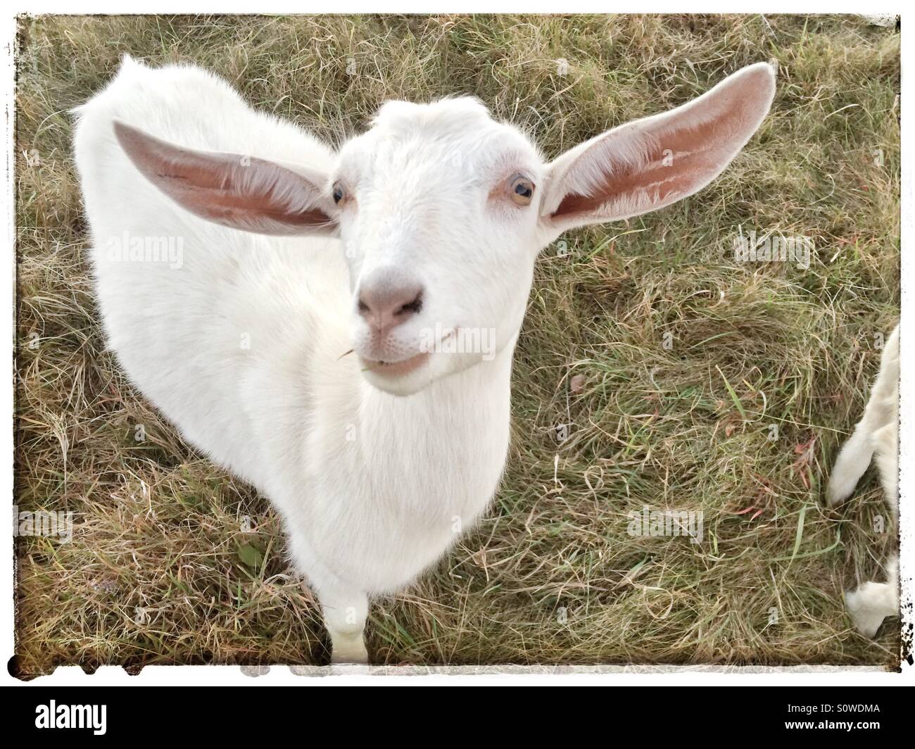 Portrait of a white goat Stock Photo