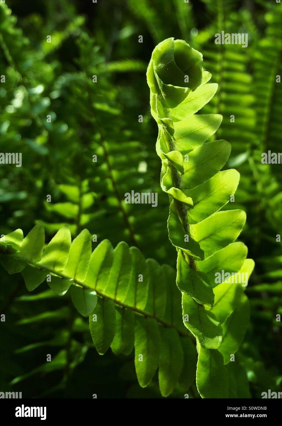 Sword Ferns in illuminated by afternoon sunlight, Nephrolepis exaltata Stock Photo