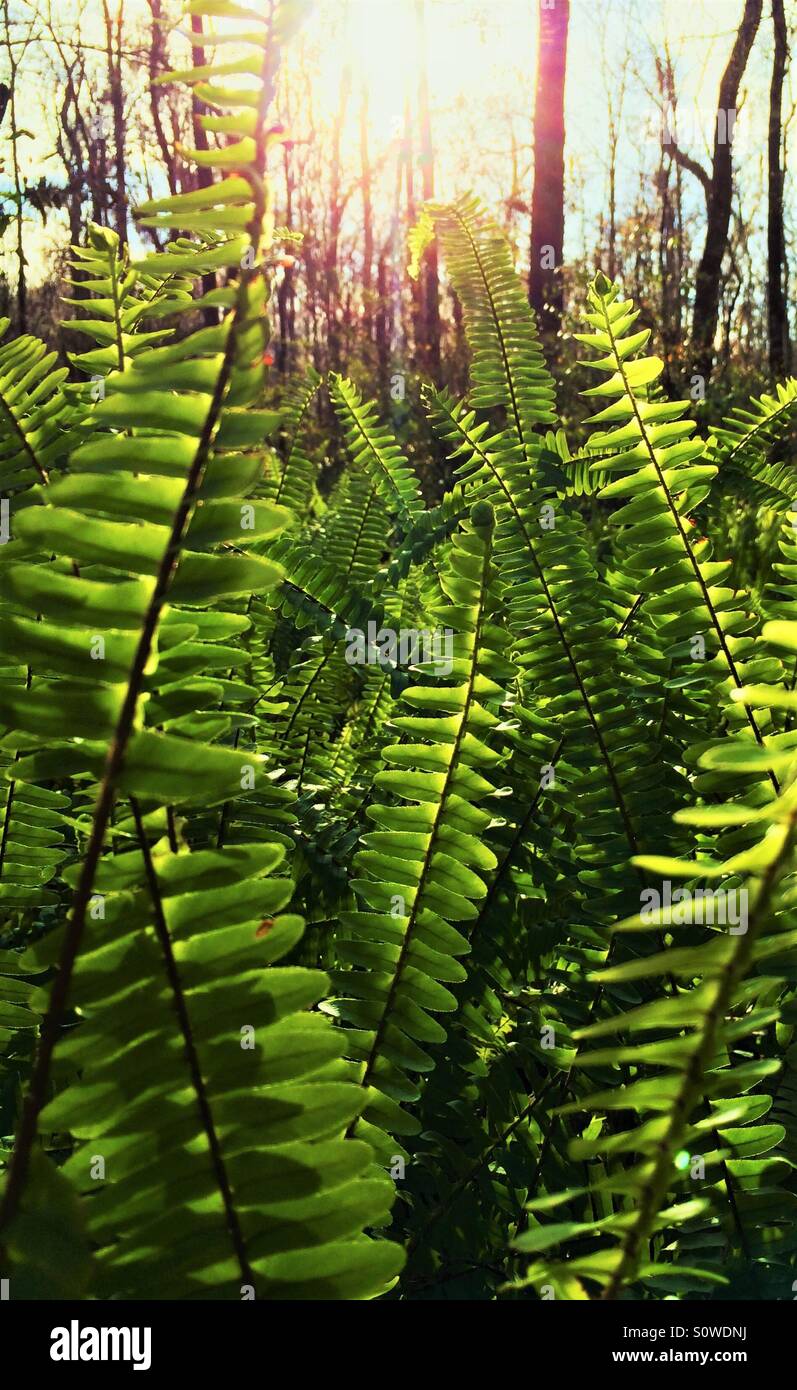 Sword ferns at wood's edge illuminated by afternoon sunlight, Nephrolepis exaltata Stock Photo