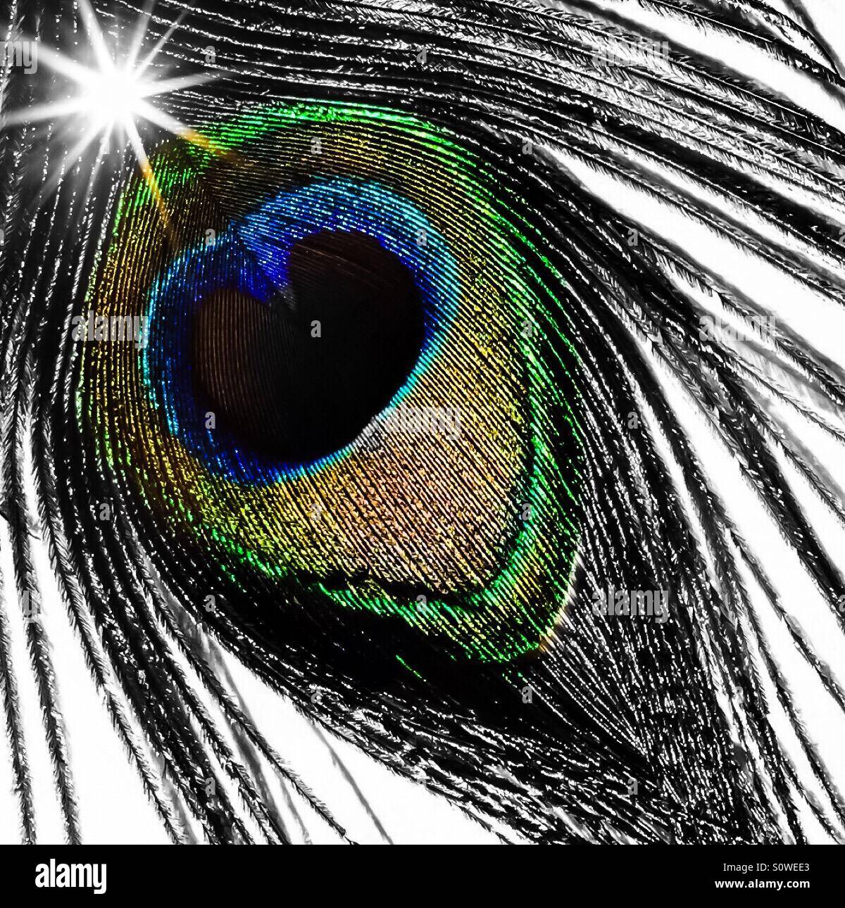 Peacock feather selective colour Stock Photo Alamy