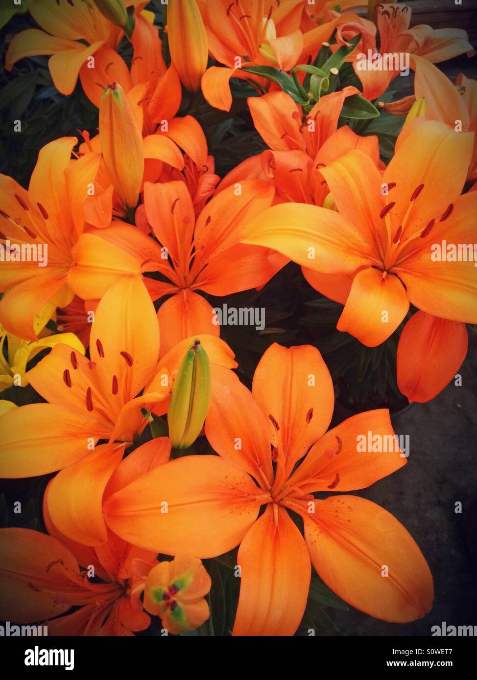 Lilies. Stock Photo