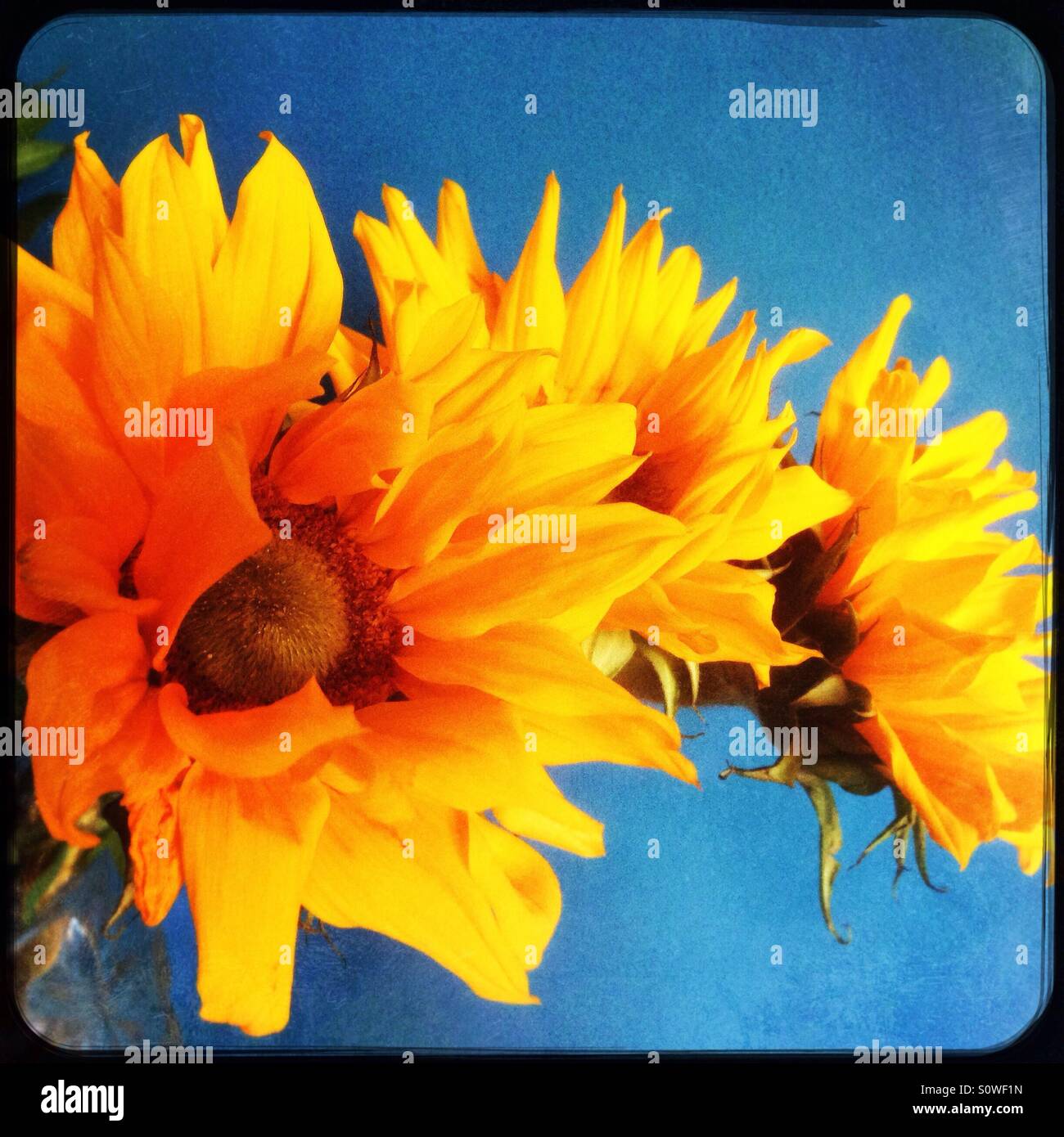 Cut sunflowers hires stock photography and images Alamy