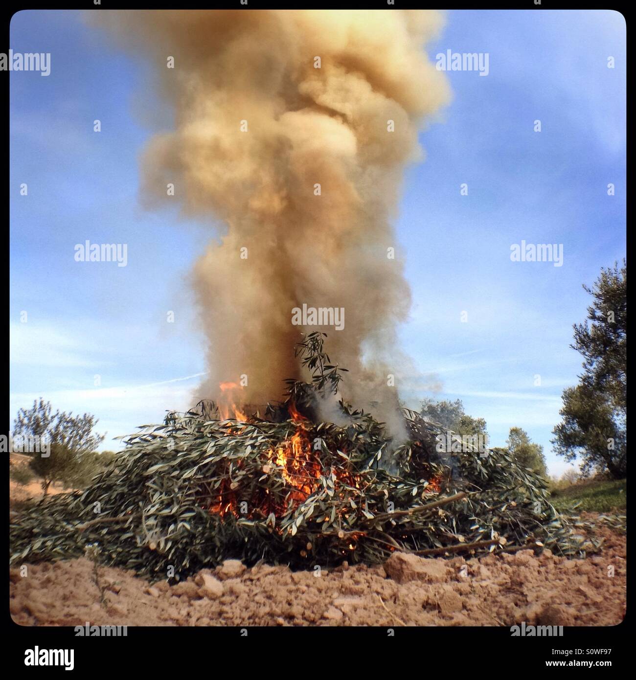 Seasonal burning of olive tree pruning's, Catalonia, Spain. - Smartphone Captured Stock Image