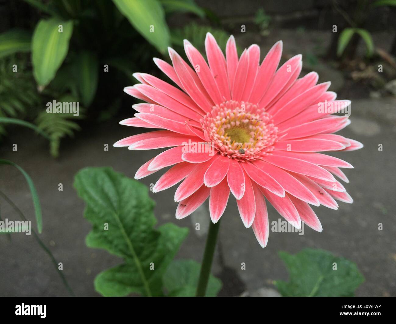 Pink daisy Stock Photo