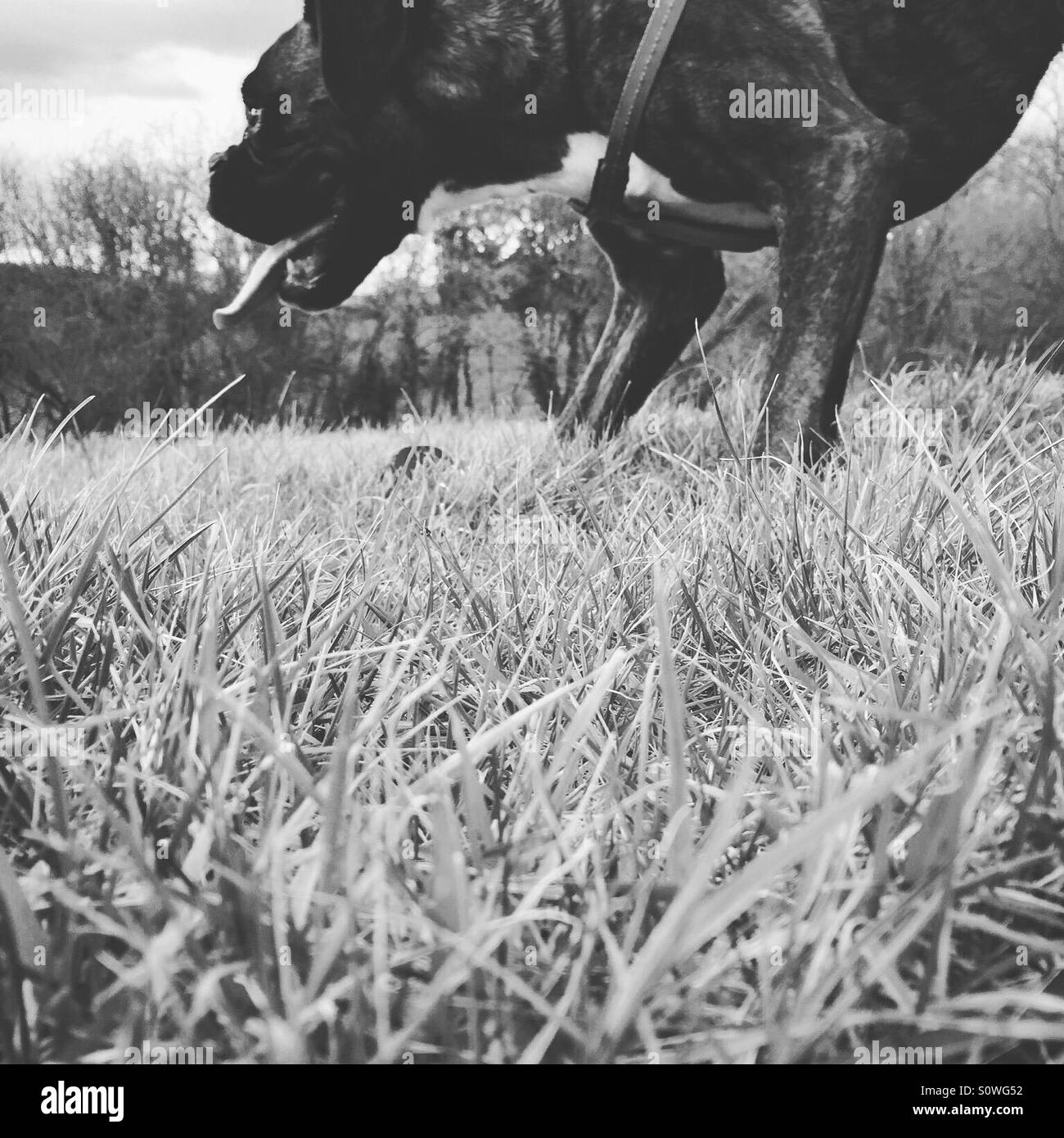 Boxer dog playing in field Stock Photo Alamy