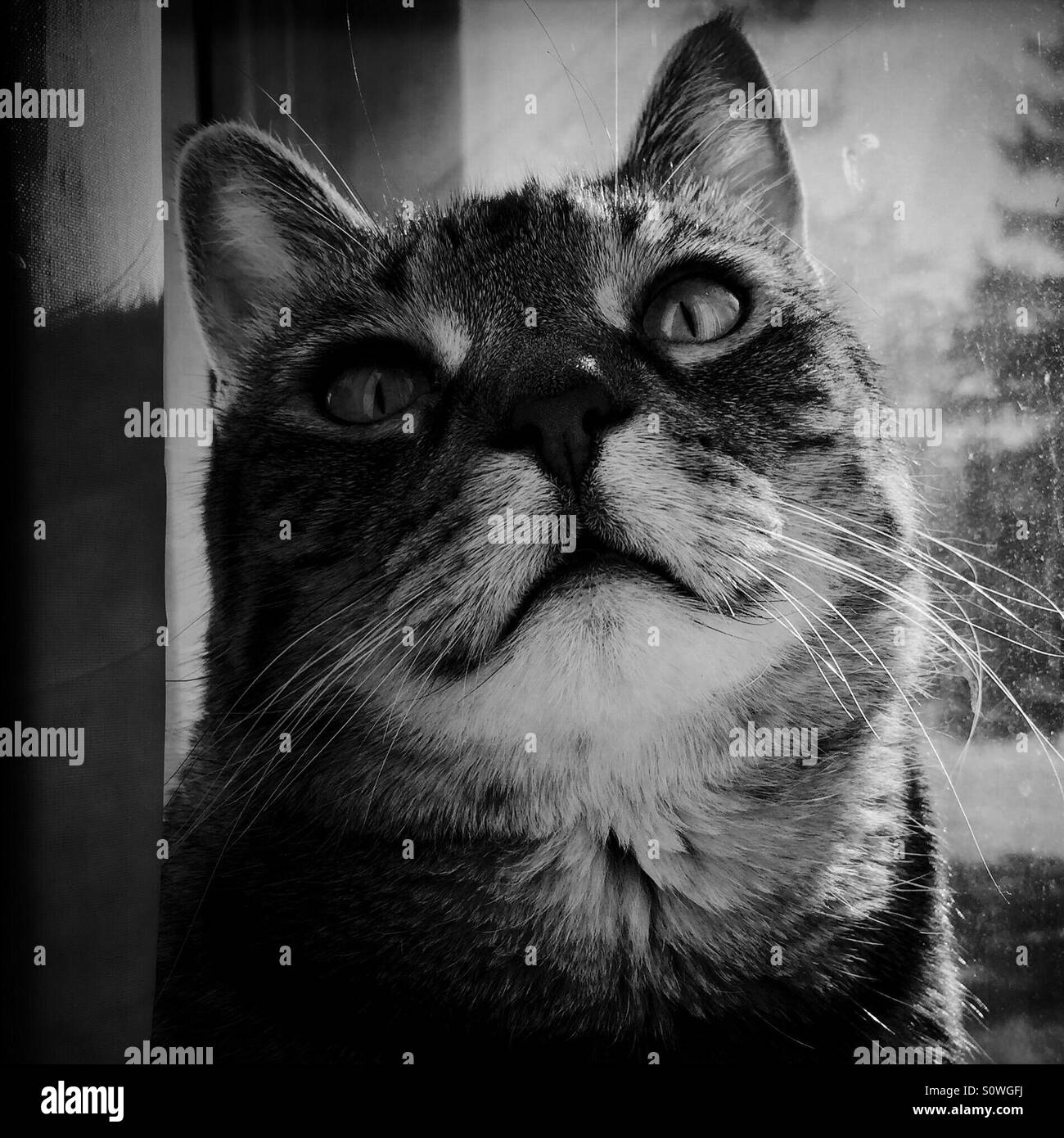 Smiling tabby cat in window Stock Photo - Alamy