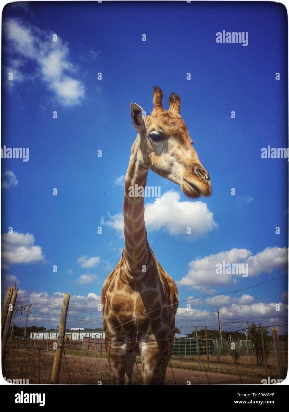 Giraffe at Giraffe House, Stellenbosch, South Africa Stock Photo - Alamy