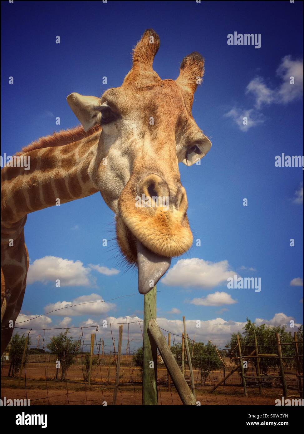 Giraffe at Giraffe House, Stellenbosch, South Africa Stock Photo - Alamy