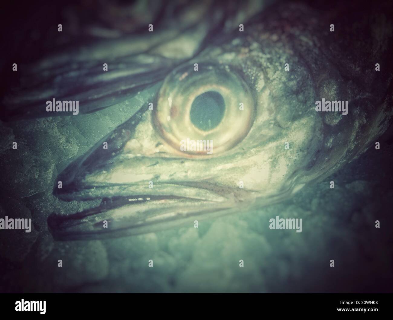 Sardine for sale in a market fish in Barcelona - Smartphone Captured Stock Image