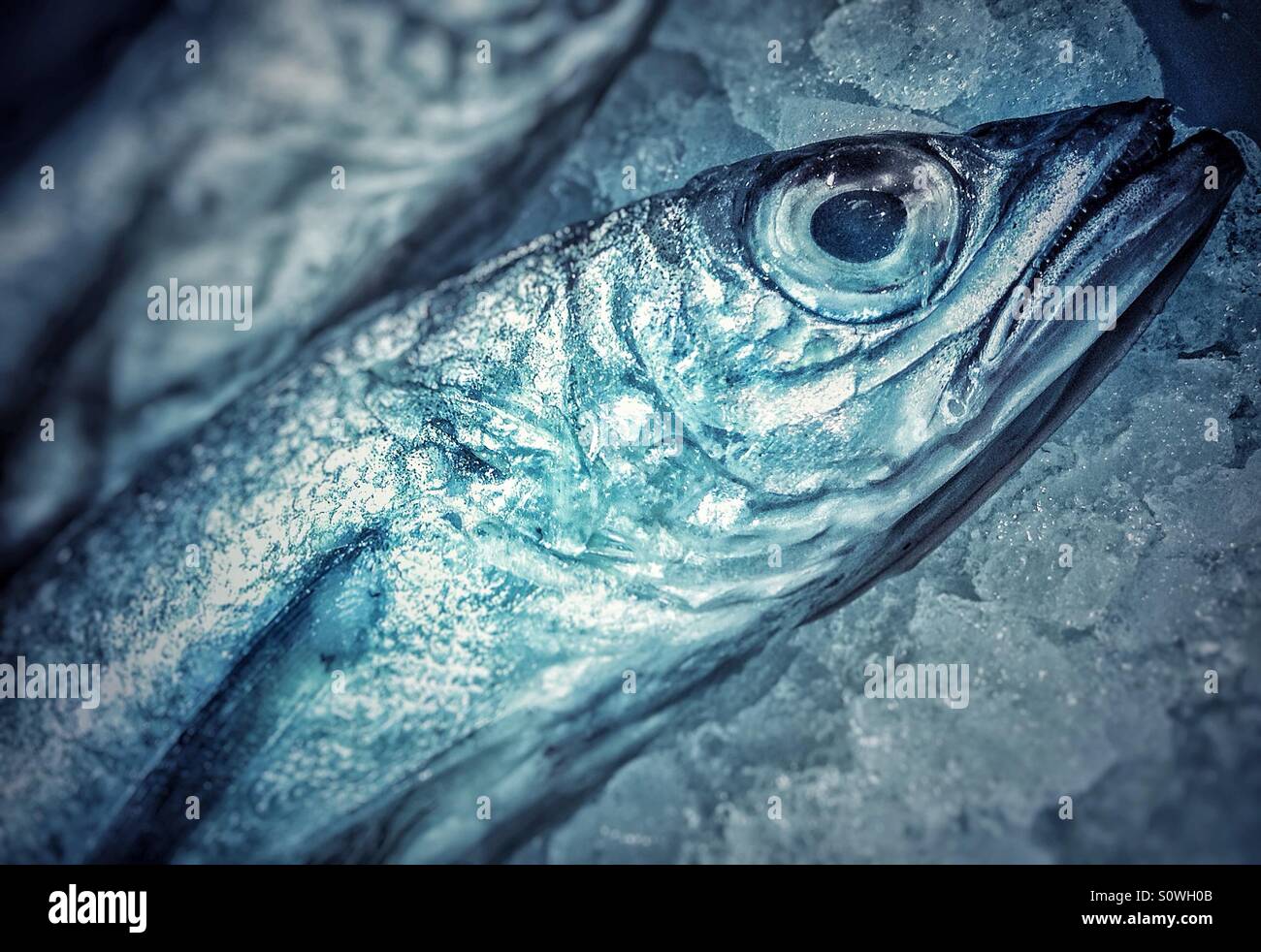 Sardine for sale in a market fish in Barcelona - Smartphone Captured Stock Image