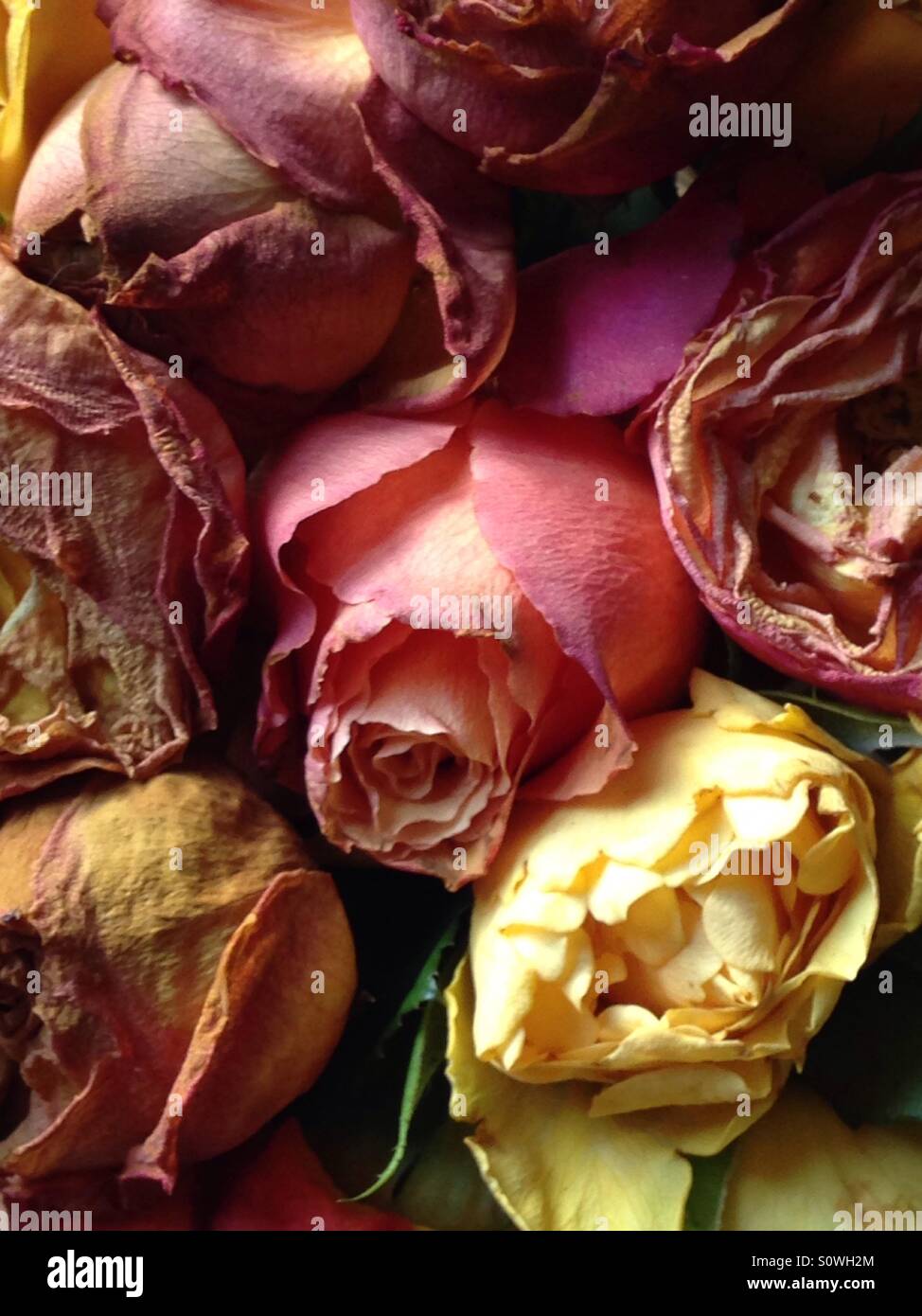Decagying Roses Miss roses hi-res stock photography and images - Alamy