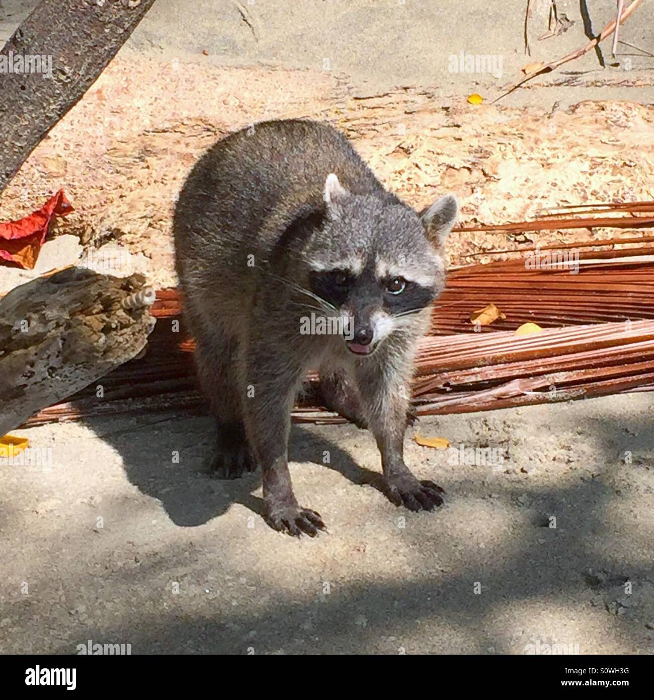 Raccoon on beach Stock Photo - Alamy