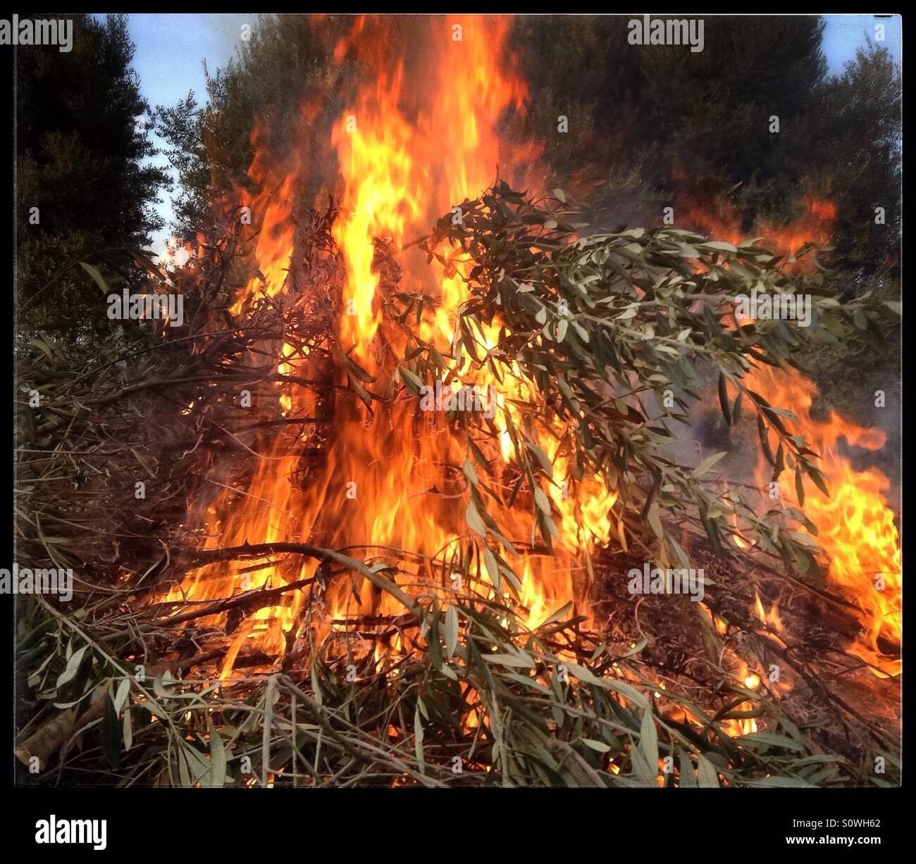 Seasonal burning of pruning's on an olive farm, Catalonia, Spain. - Smartphone Captured Stock Image