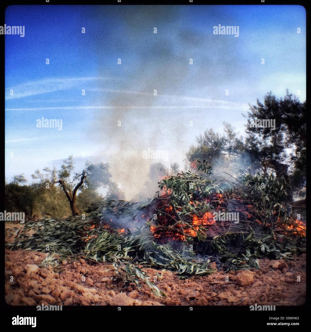 Seasonal burning of pruning's on an olive farm, Catalonia, Spain. - Smartphone Captured Stock Image