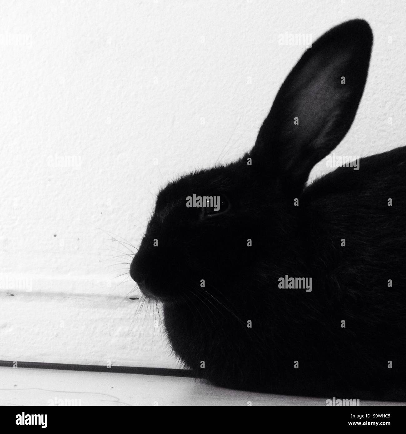 Pet rabbit in black and white. - Smartphone Captured Stock Image
