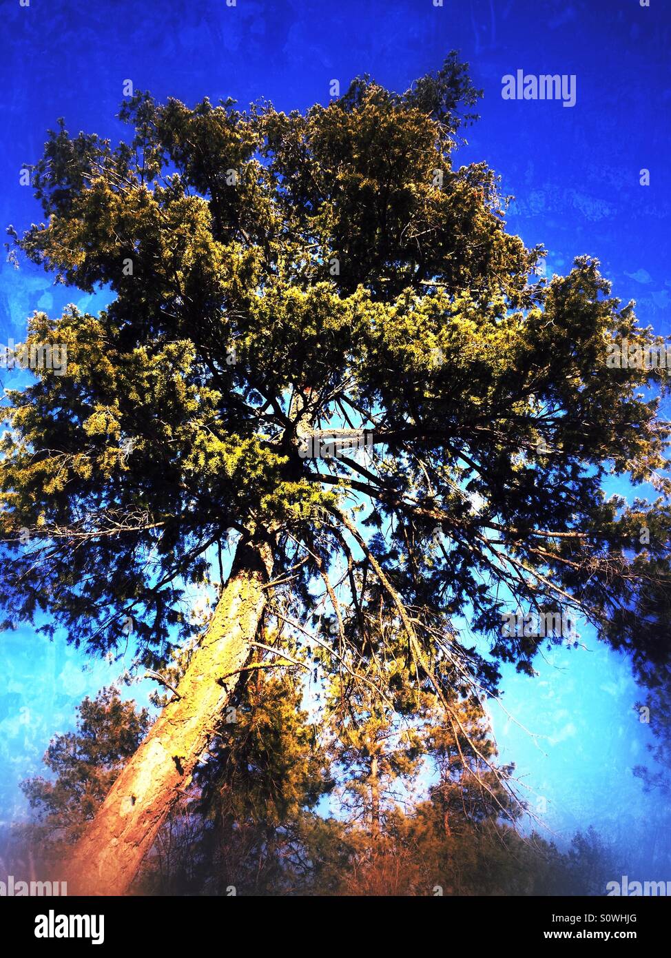 Looking up at a fir tree. Stock Photo