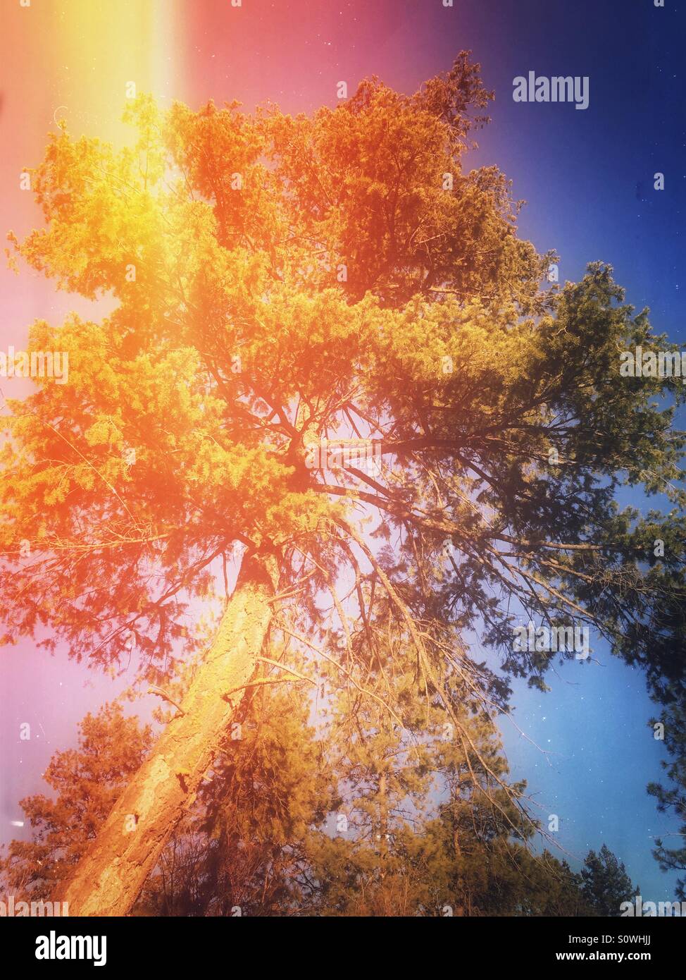 Tall Fir Tree High Resolution Stock Photography and Images - Alamy