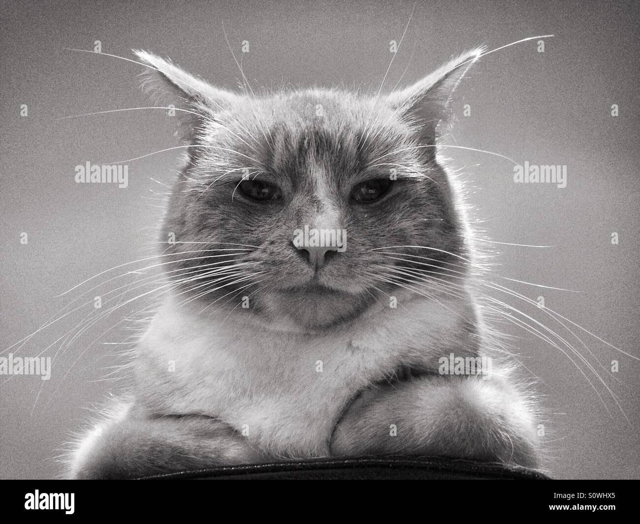 Black and white portrait cat looking down at the camera Stock Photo - Alamy